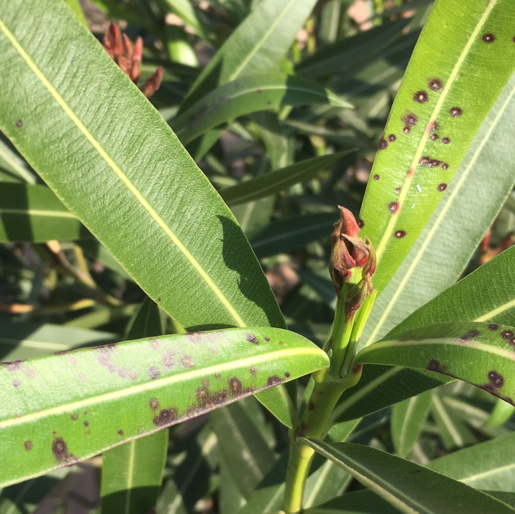 Was hat der Oleander nur? (Pflanzen, Garten)