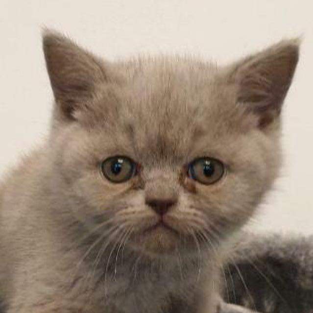 Was hat die Baby Katze an ihren Augen ? (Katzen, Kitten, artgerechte