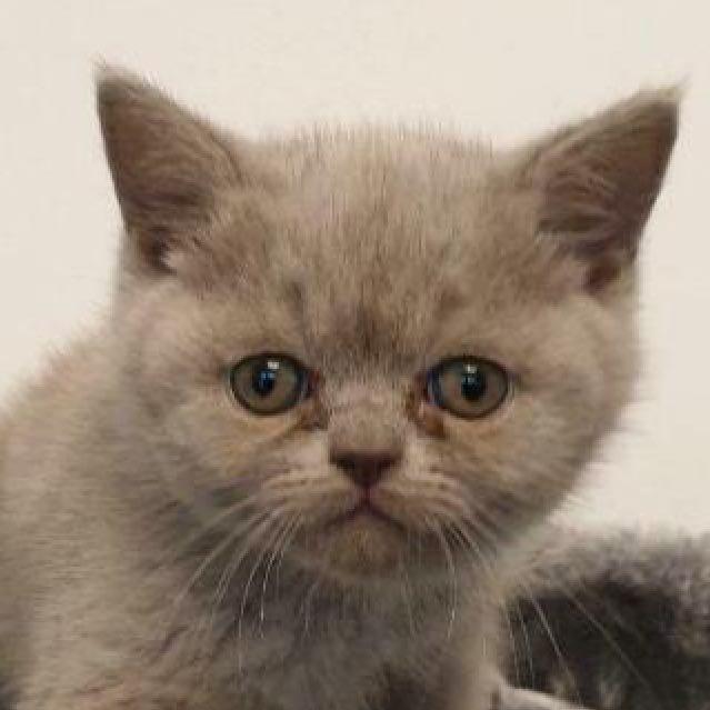 Was hat die Baby Katze an ihren Augen ? (Katzen, Kitten, artgerechte