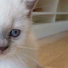 was hat die baby katze an ihren augen katzen kitten artgerechte haltung