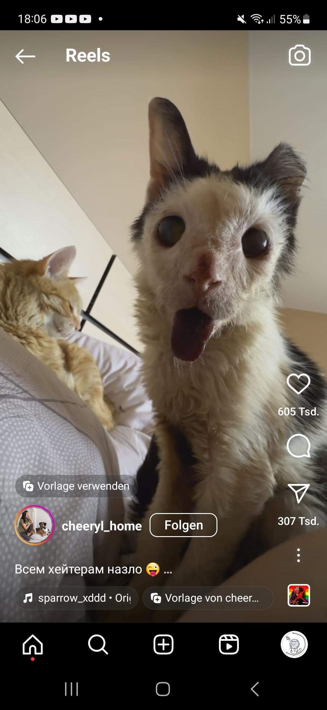 Was hat die katze? (Krankheit, Tierarzt, Kater)