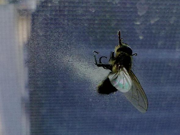 Fliege mit Pin im Kopf - (Tiere, Krankheit, Natur)