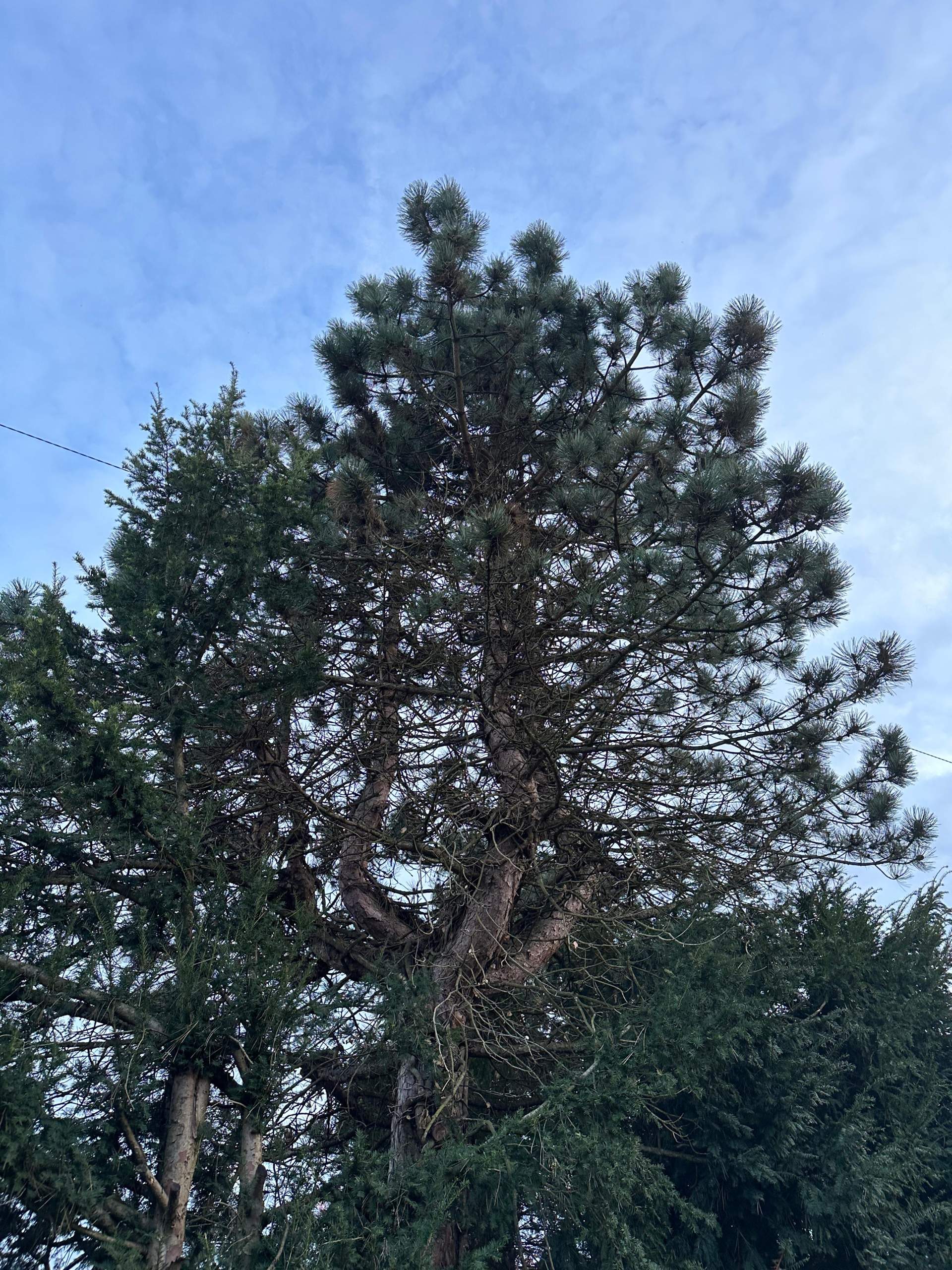 Was hat diese Föhre? (Garten, Baum, Pflanzenpflege)