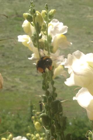 Hier ist es! - (Freizeit, Insekten, Beinchen)