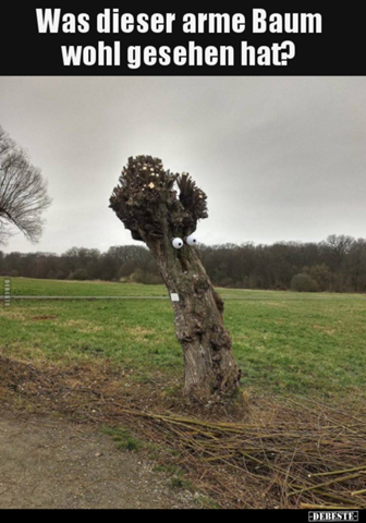 Was hat dieser arme Baum wohl gesehen?