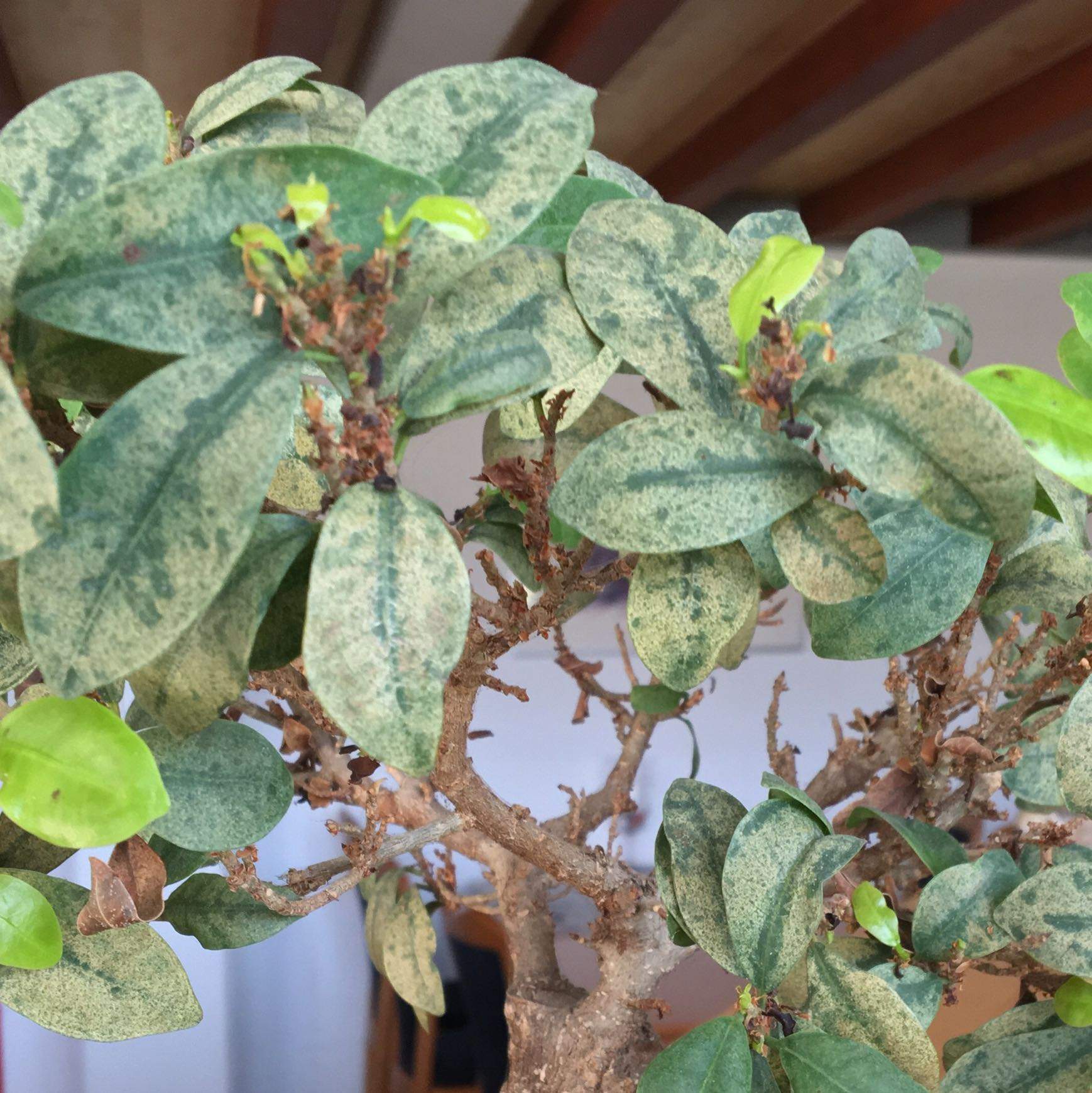 bonsai japanese & thai Thai Maple Bonsai (2000) – Bonsai at The Bay