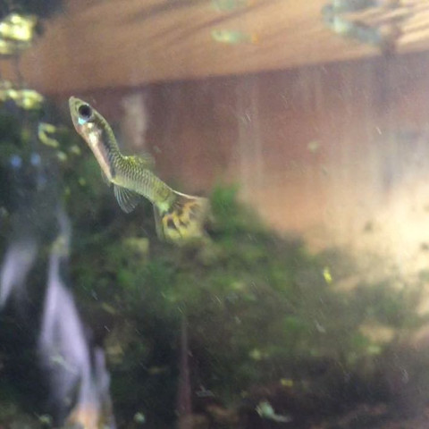 Was hat dieser Guppy!? (Krankheit, Fische)