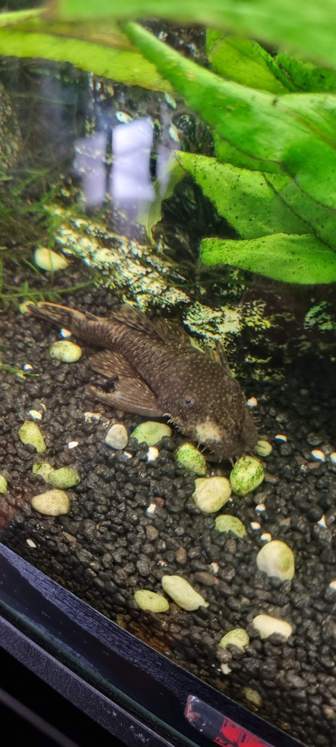 Was hat mein Antennenwels? (Krankheit, Aquarium, Aquariumfische)
