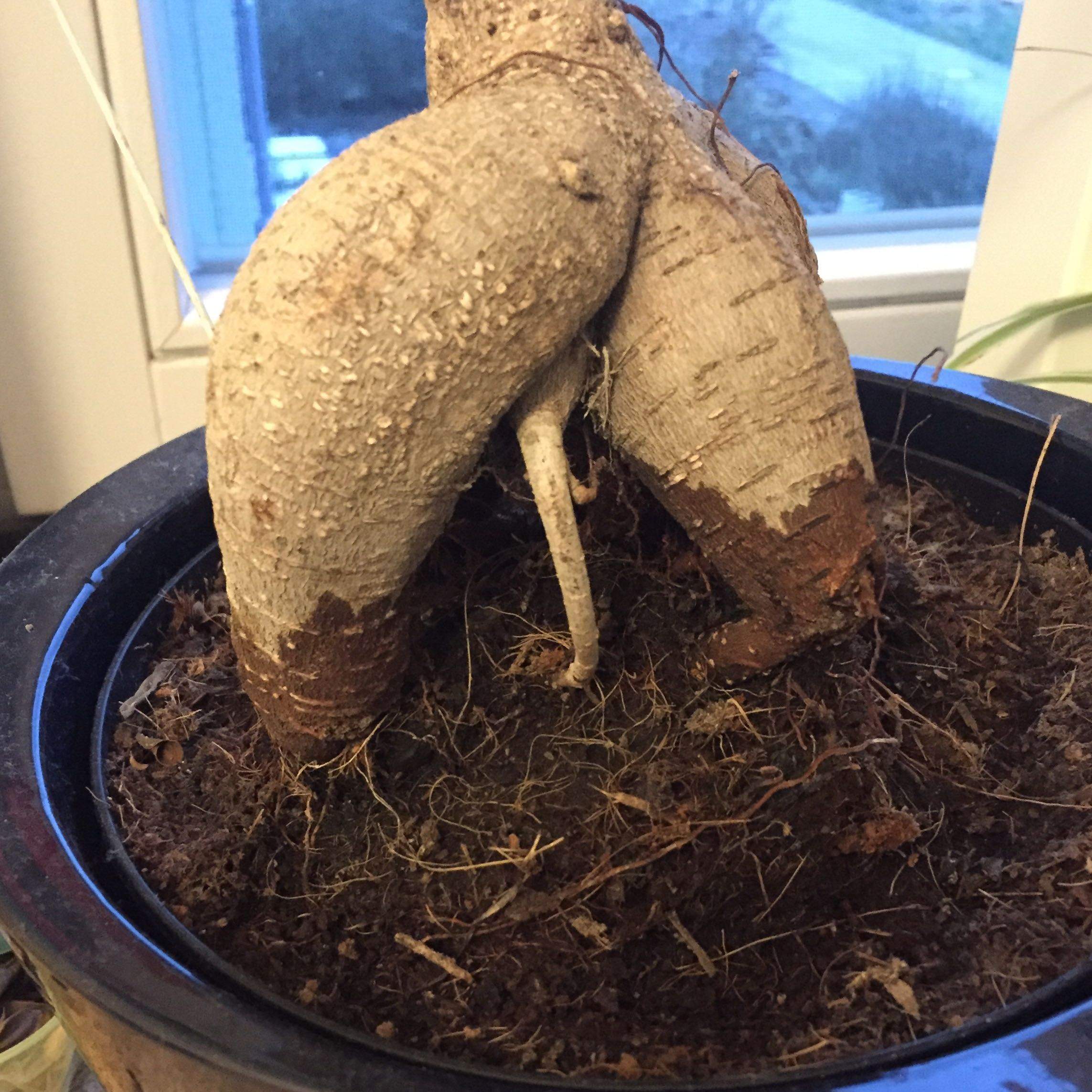 bonsai tree care kit Bonsai