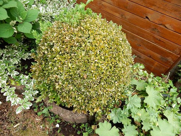 Buchsbaum sieht braun aus - (Natur, buchsbaum, Pflanze)