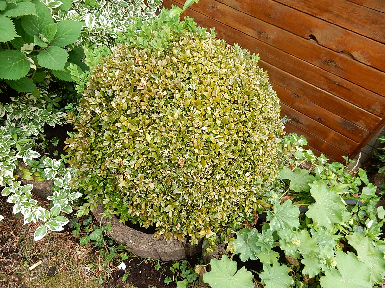 Was Hat Mein Buchsbaum? (Natur Was Hat Mein Buchsbaum? (Natur