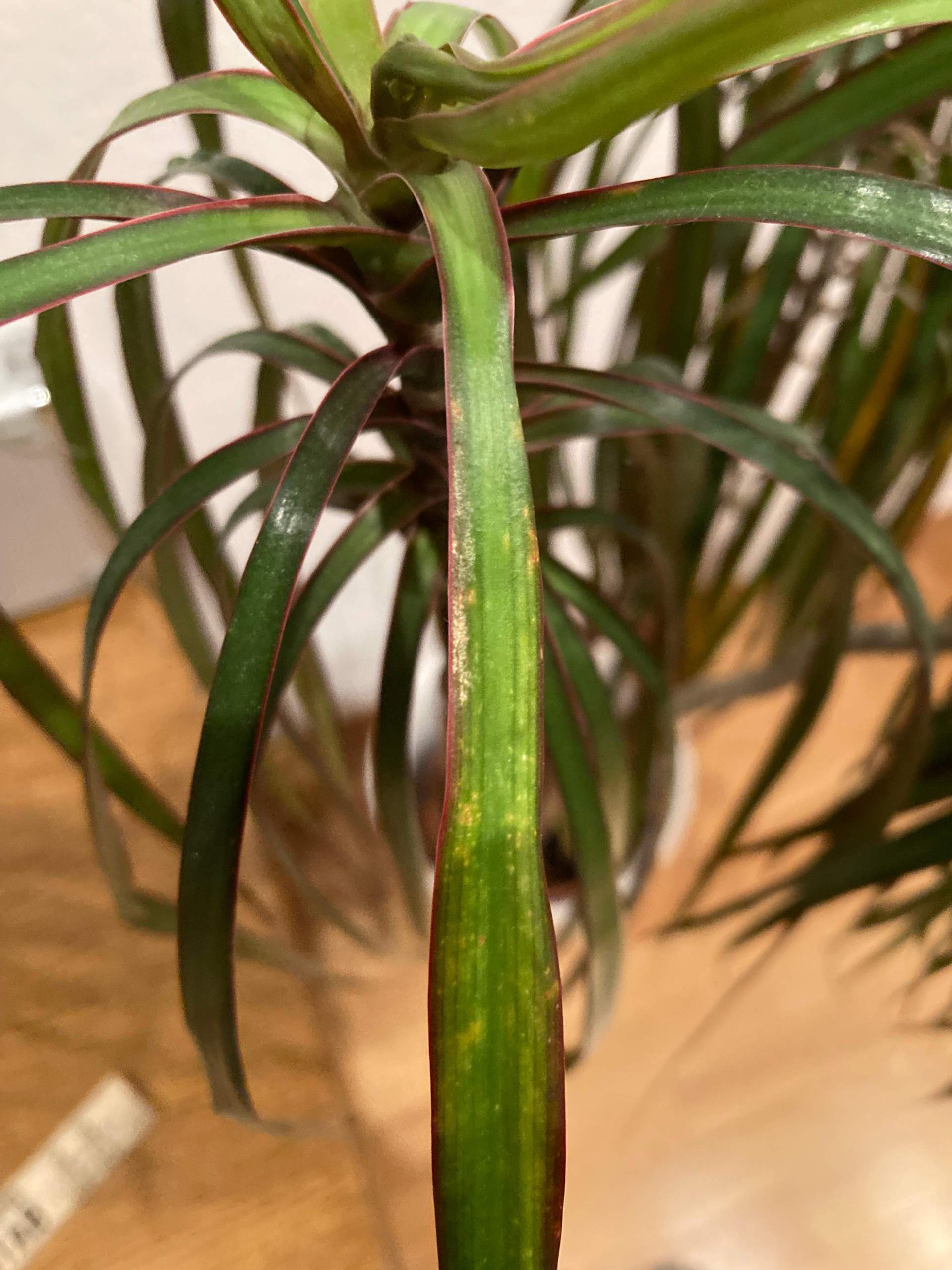 Was hat mein Drachenbaum/Dracaena? (Pflanzenpflege, Schdlinge,  Zimmerpflanzen)