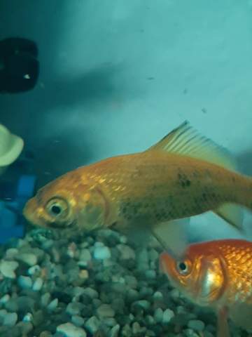 Was hat mein Fisch und was sind das für Flecken? (Fische, Aquarium