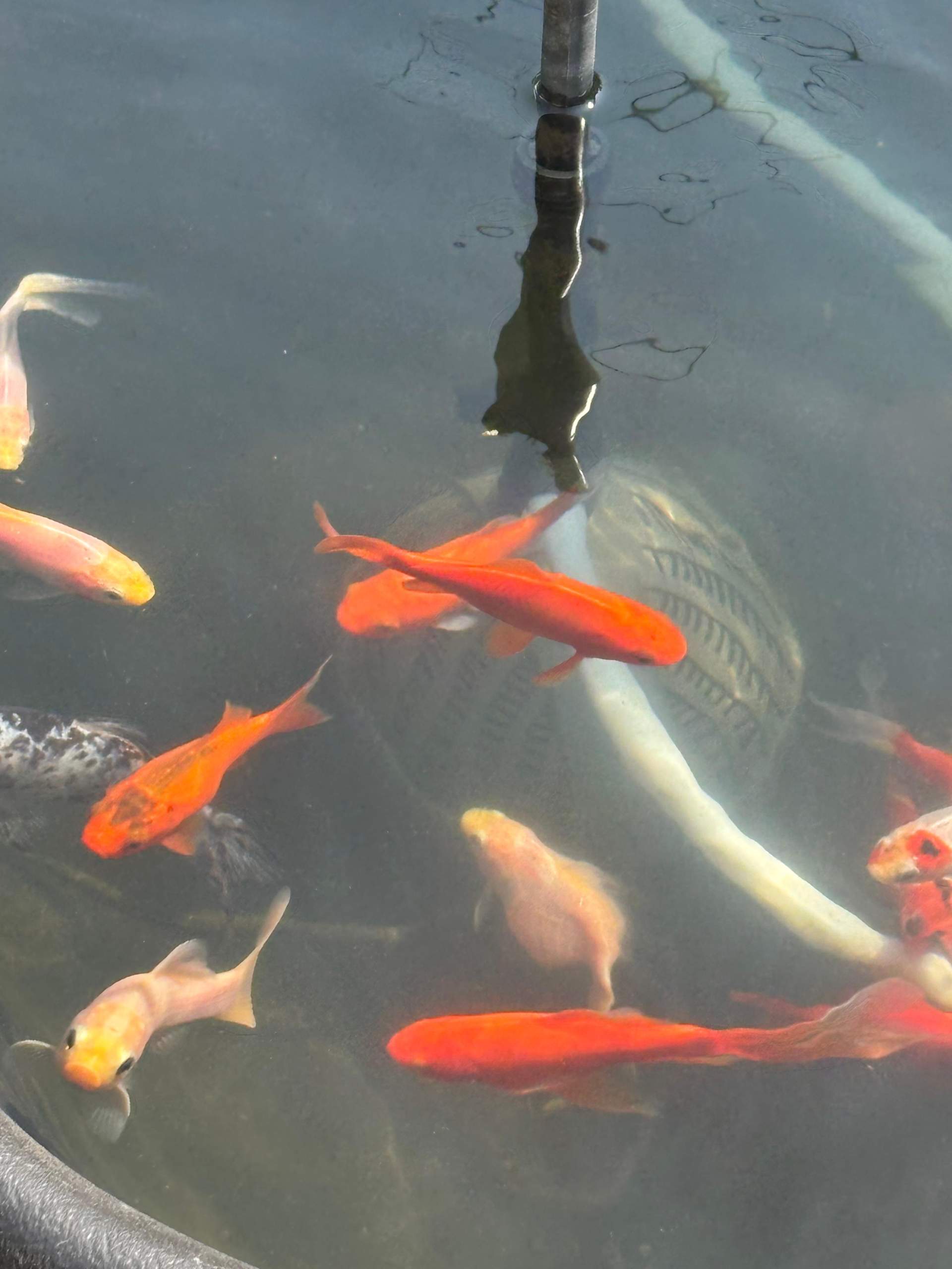 Was hat mein Goldfisch? (Teich, Goldfische, Fischkrankheiten)