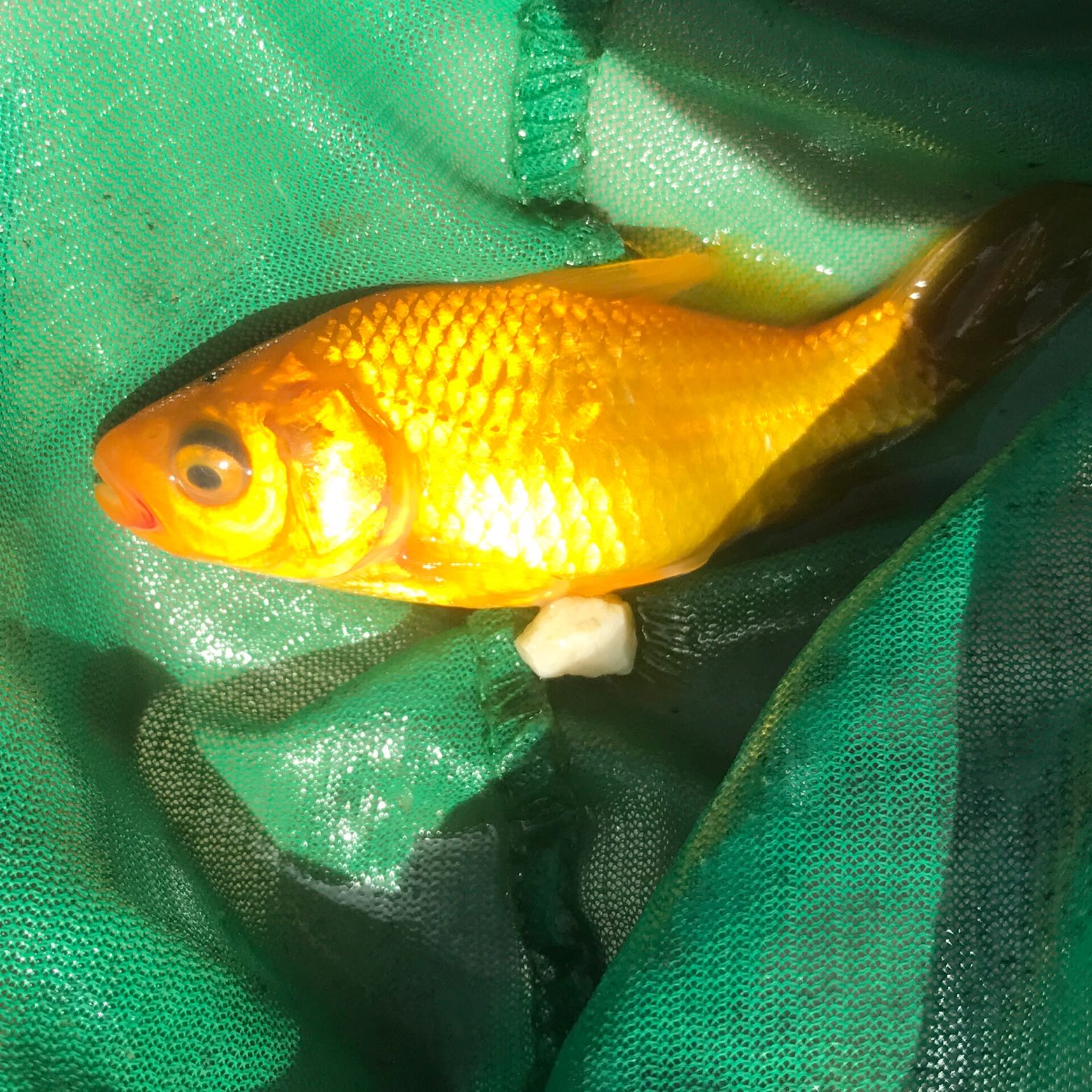 Was hat mein Goldfisch? Rot am Mund und trübes Auge? (Augen, Teich