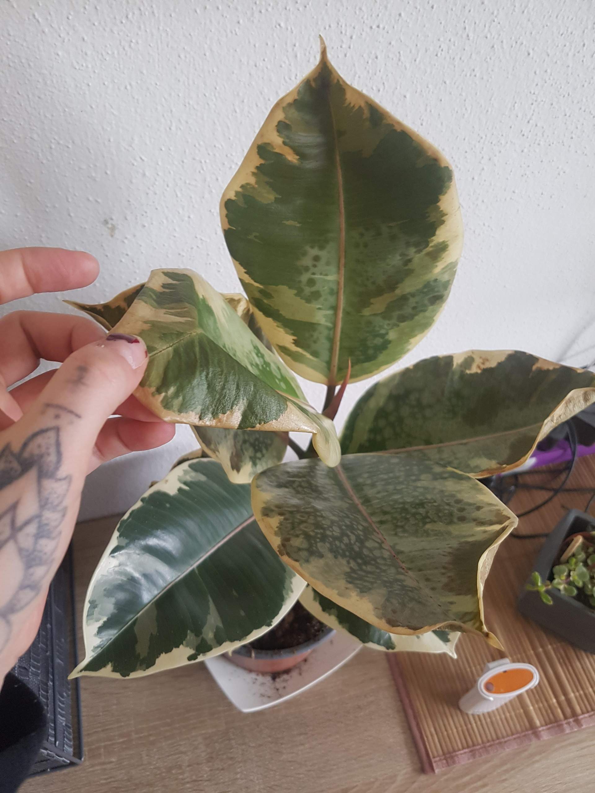 wie hoch wird kirschlorbeer novita Kirschlorbeer prunus novita 100-120 cm  Pflanzen247