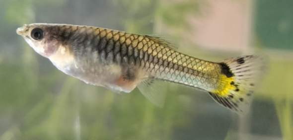 Was hat mein Guppy Weibchen? (Krankheit, Aquarium, Aquariumfische)