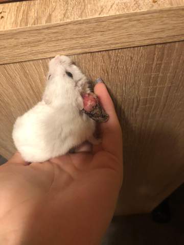 Was hat mein Hamster?