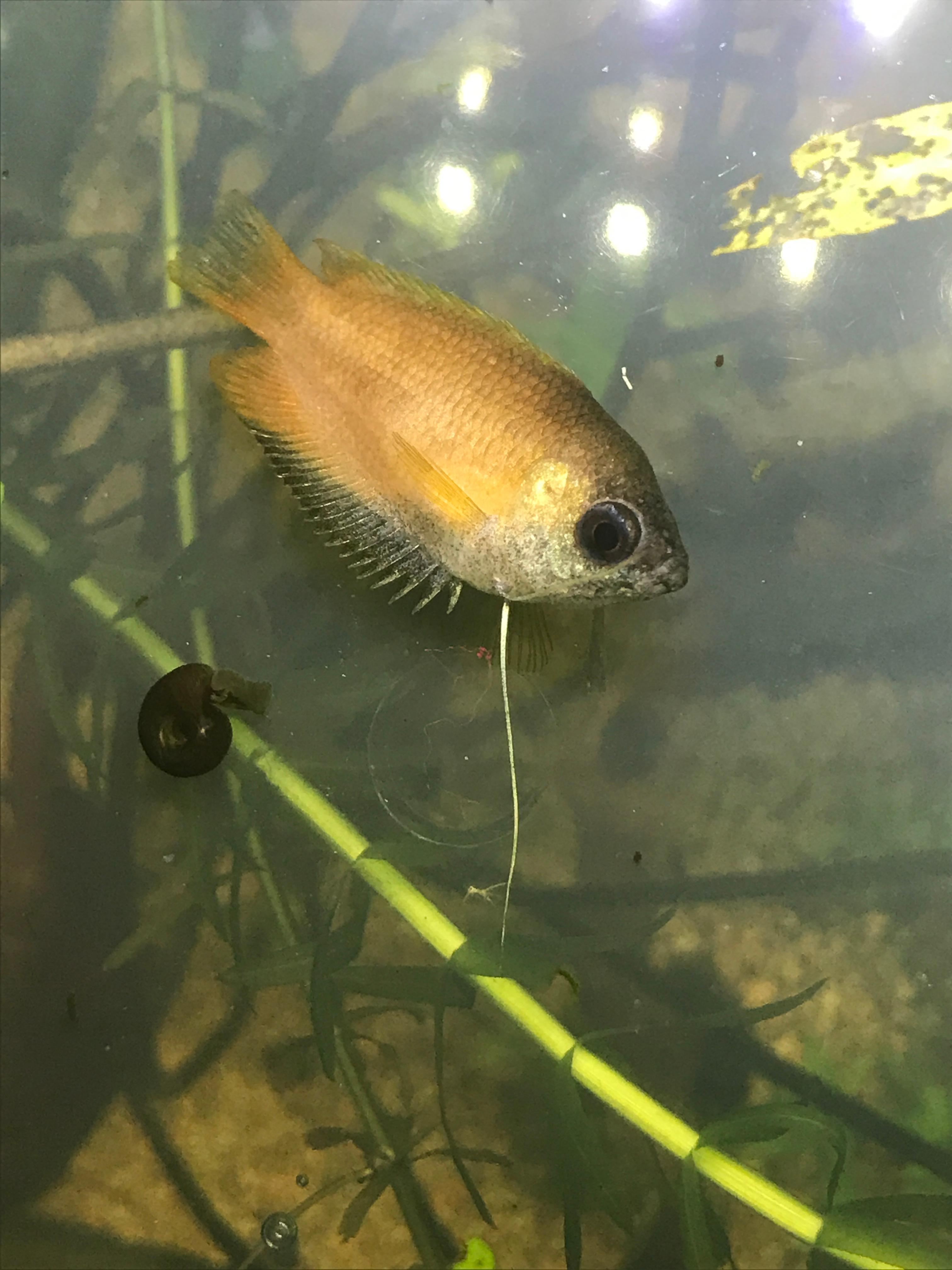 Was hat mein Honiggurami? (Aquarium)