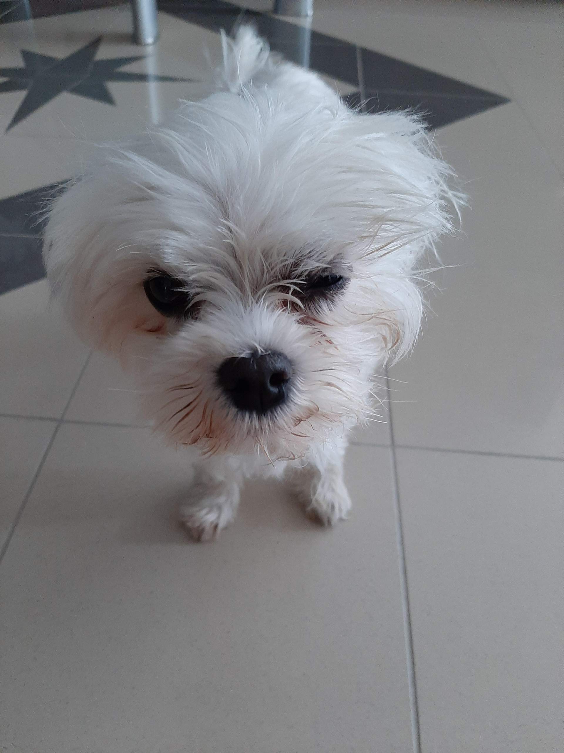 Was hat mein hund? (Gesundheit, Tiere, Krankheit)