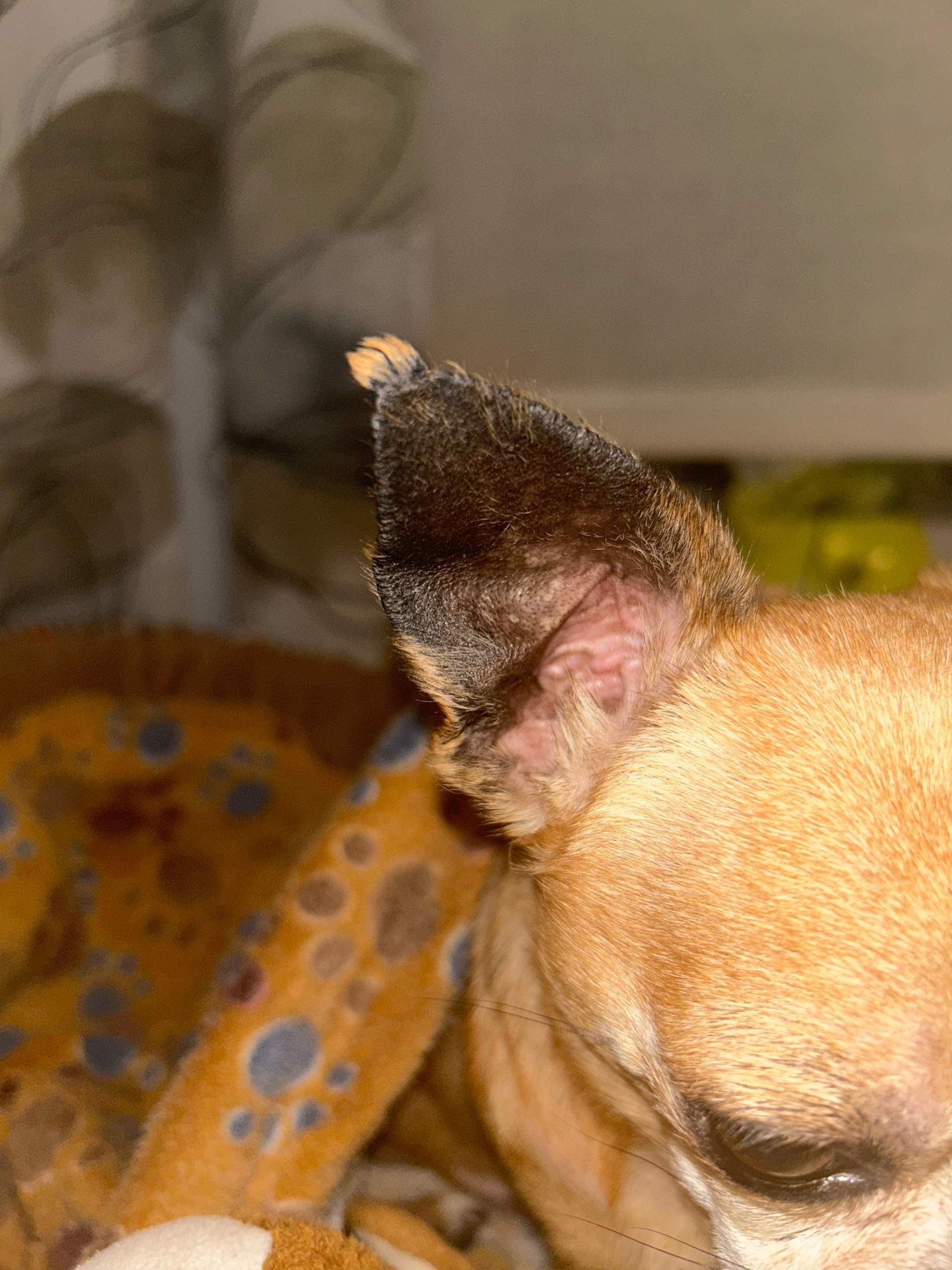 Wo Melde Ich Meinen Hund An Was hat mein Hund? (Gesundheit, Tierarzt, Tiermedizin)