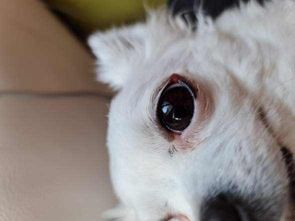 Was hat mein Hund am Auge? (Gesundheit und Medizin, Tiere, Tierarzt)