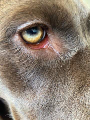 Was hat mein Hund am Auge?