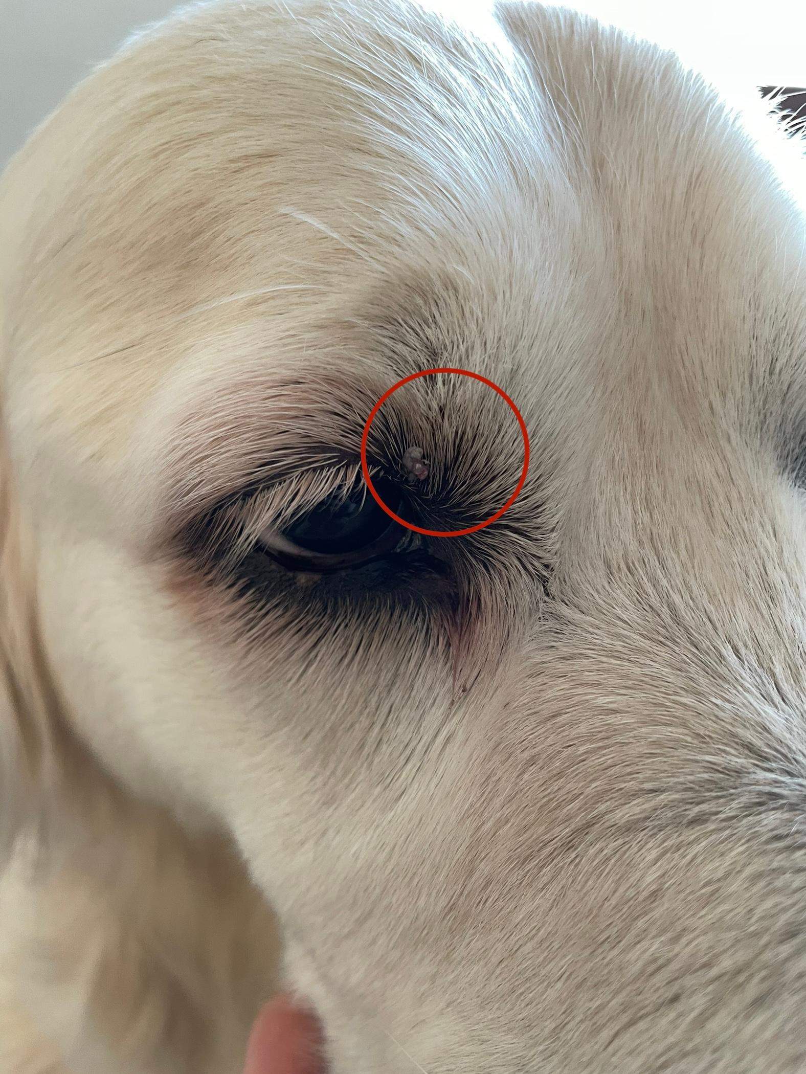 Was hat mein Hund am Auge? (Gesundheit, Haustiere, Tierarzt)