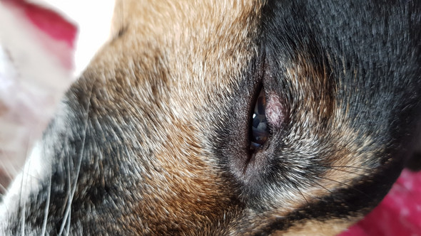 was hat mein hund am auge ich mache mir echt sorgen augen