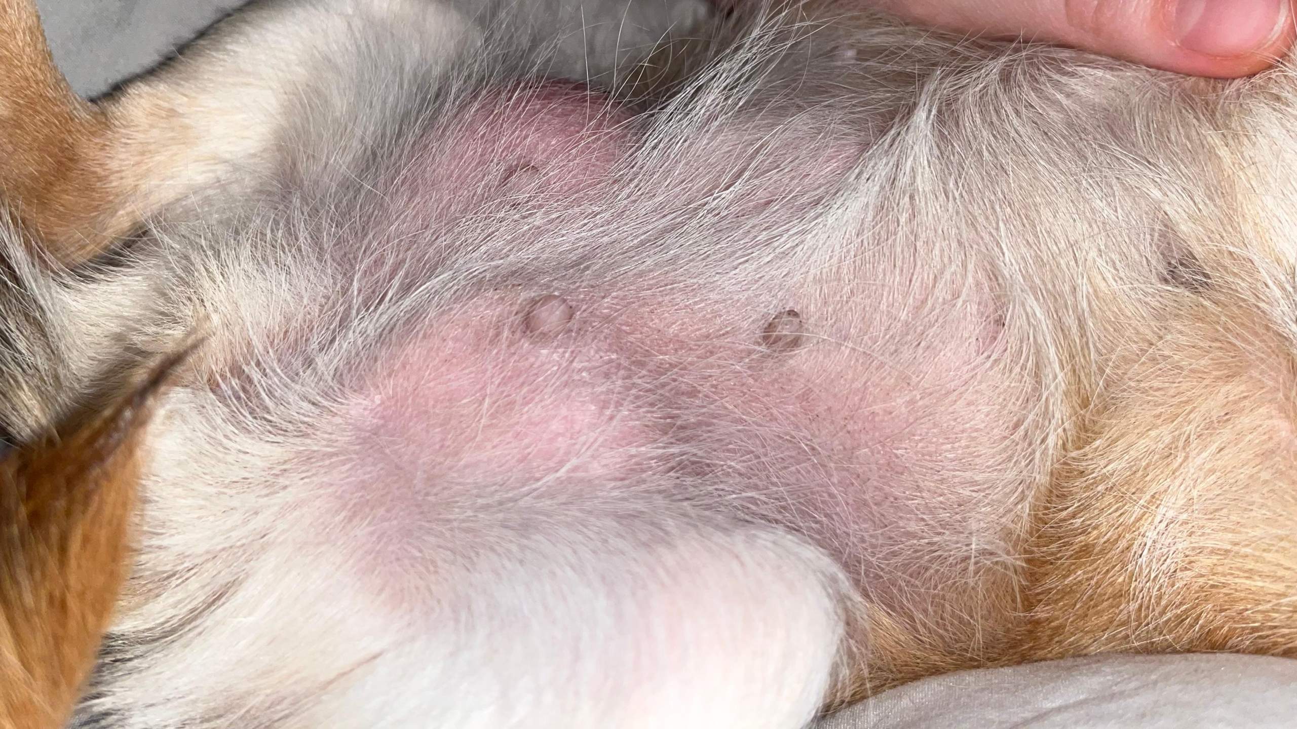 Was hat mein Hund am Bauch? (Tiermedizin, Hündin)