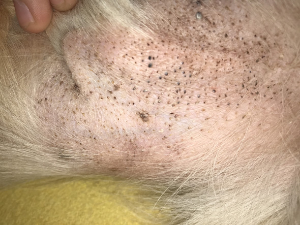 Was hat mein Hund am Bauch? (schwarzepunkte)