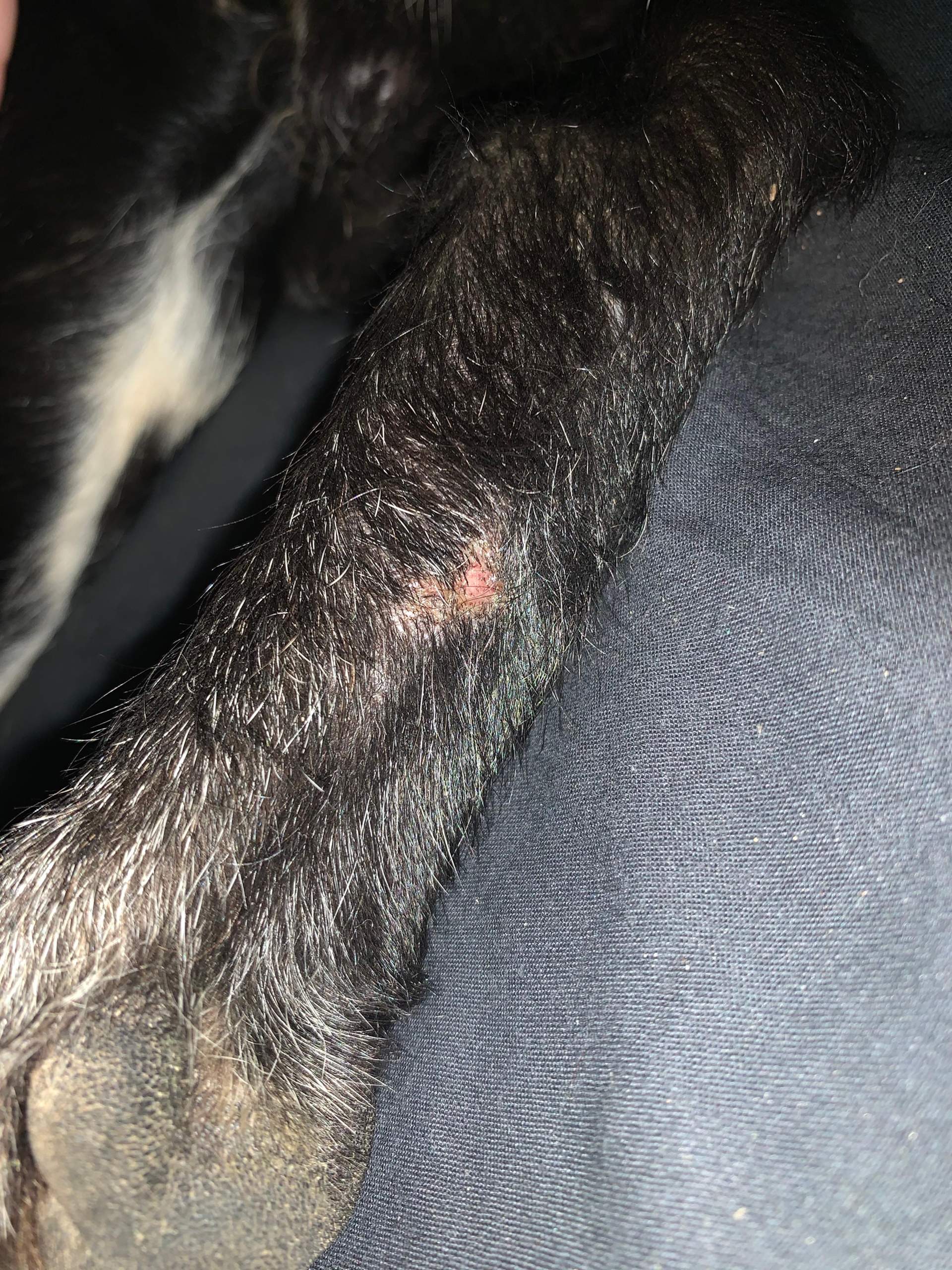 Was hat mein Hund am Bein? (Natur, Tierarzt, Pilze) Was hat mein Hund am Bein? (Natur, Tierarzt, Pilze)
