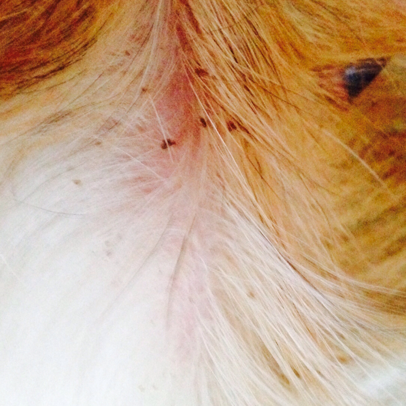 Was hat mein Hund am Hals? (Tiere, Haustiere)