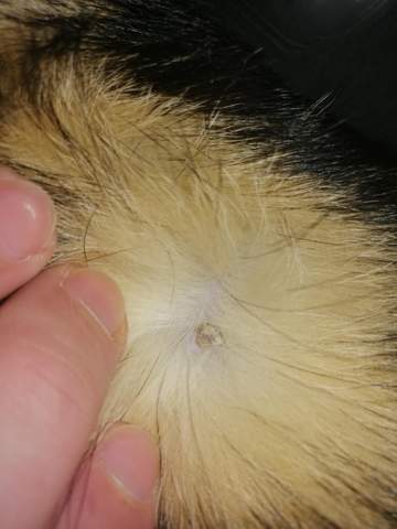 was hat mein hund an der seite krankheit