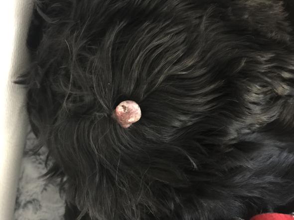 Was hat mein Hund auf dem Ohrläppchen? (Tiere)