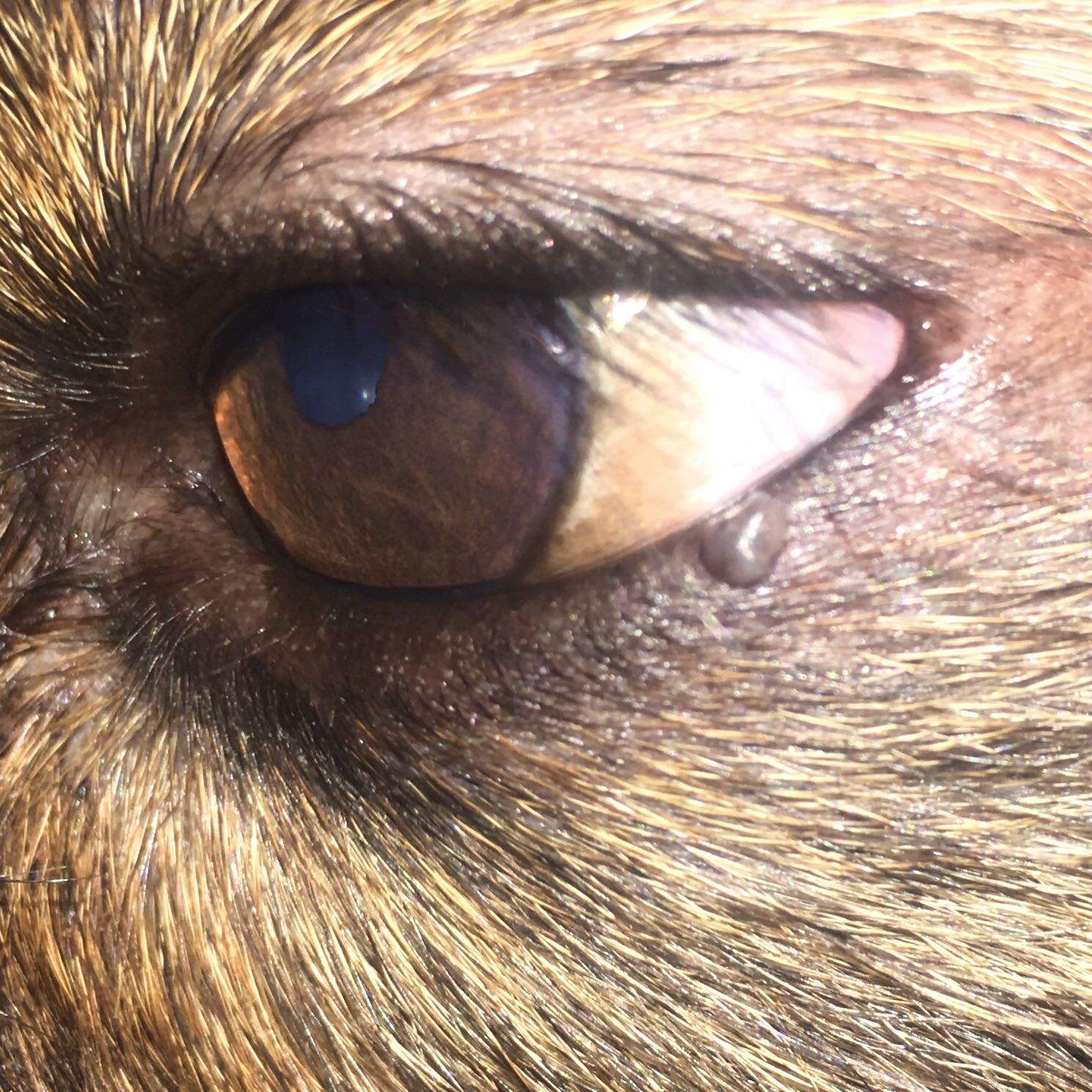 Was hat mein Hund da am Auge? (Tiere, Augen, Haustiere)