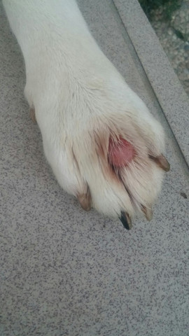 was hat mein hund da an der pfote ist das eine entzundung
