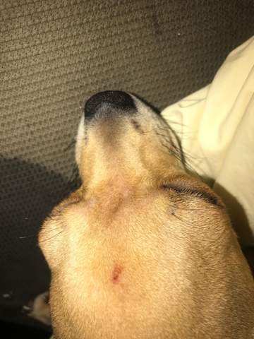 Was hat mein Hund da auf der Stirn?