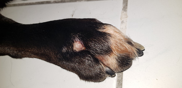 Was hat mein Hund da? Komischer knubbel an der Pfote? (Hundekrankheit)