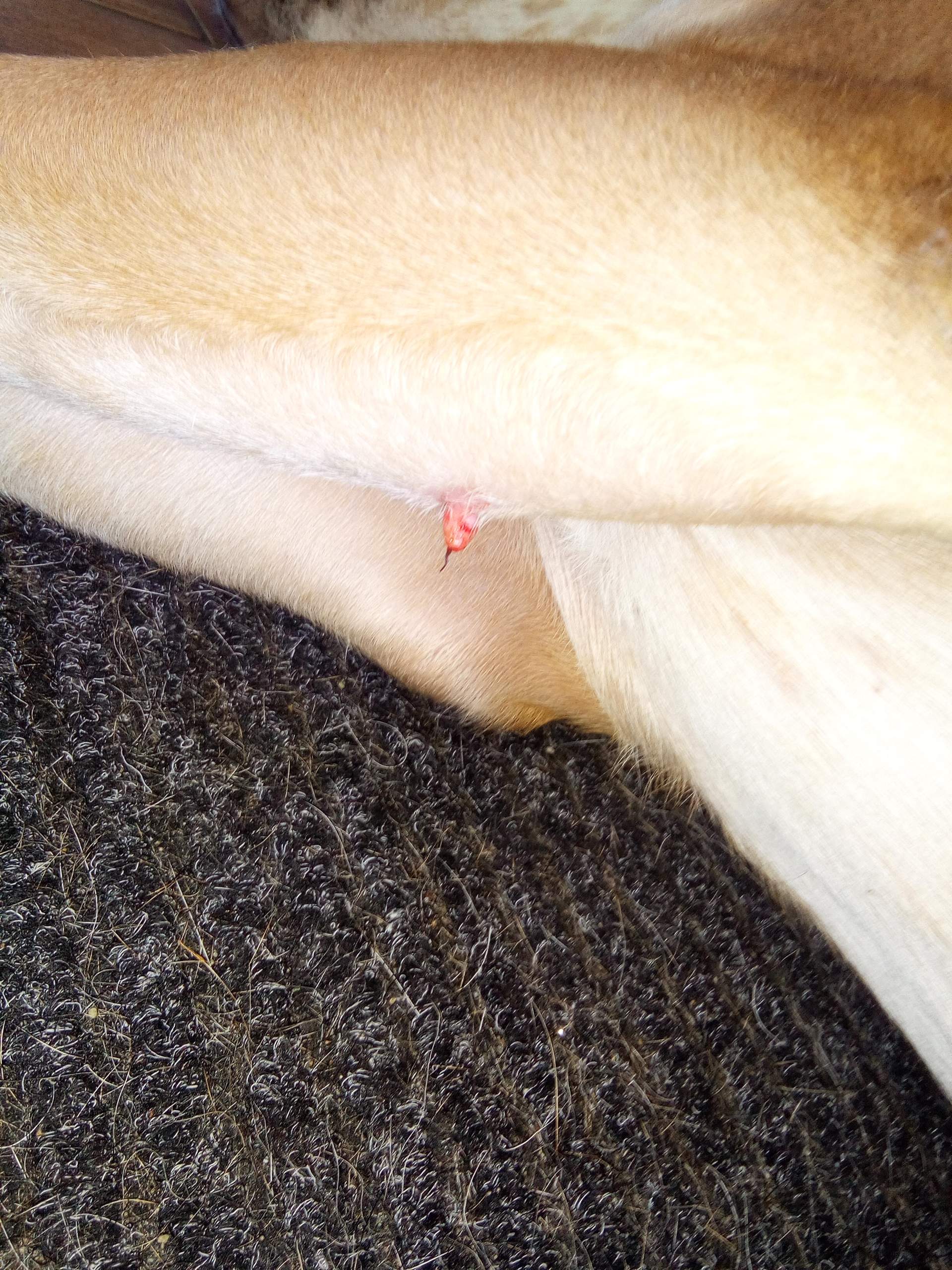 Was hat mein Hund da, Warze? (Gesundheit, Tiere, Krankheit)