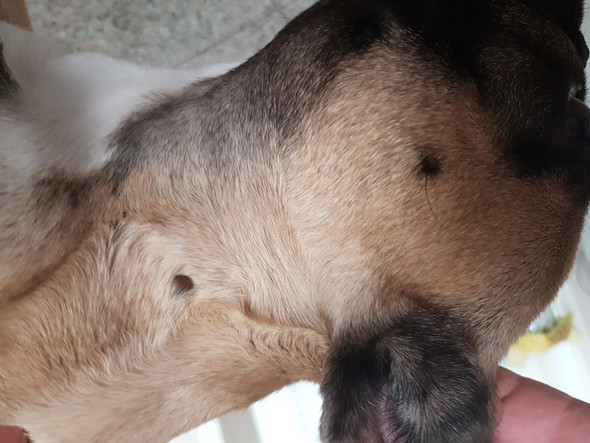 Hund Hat Beule Am Rippenbogen Quotes Viral