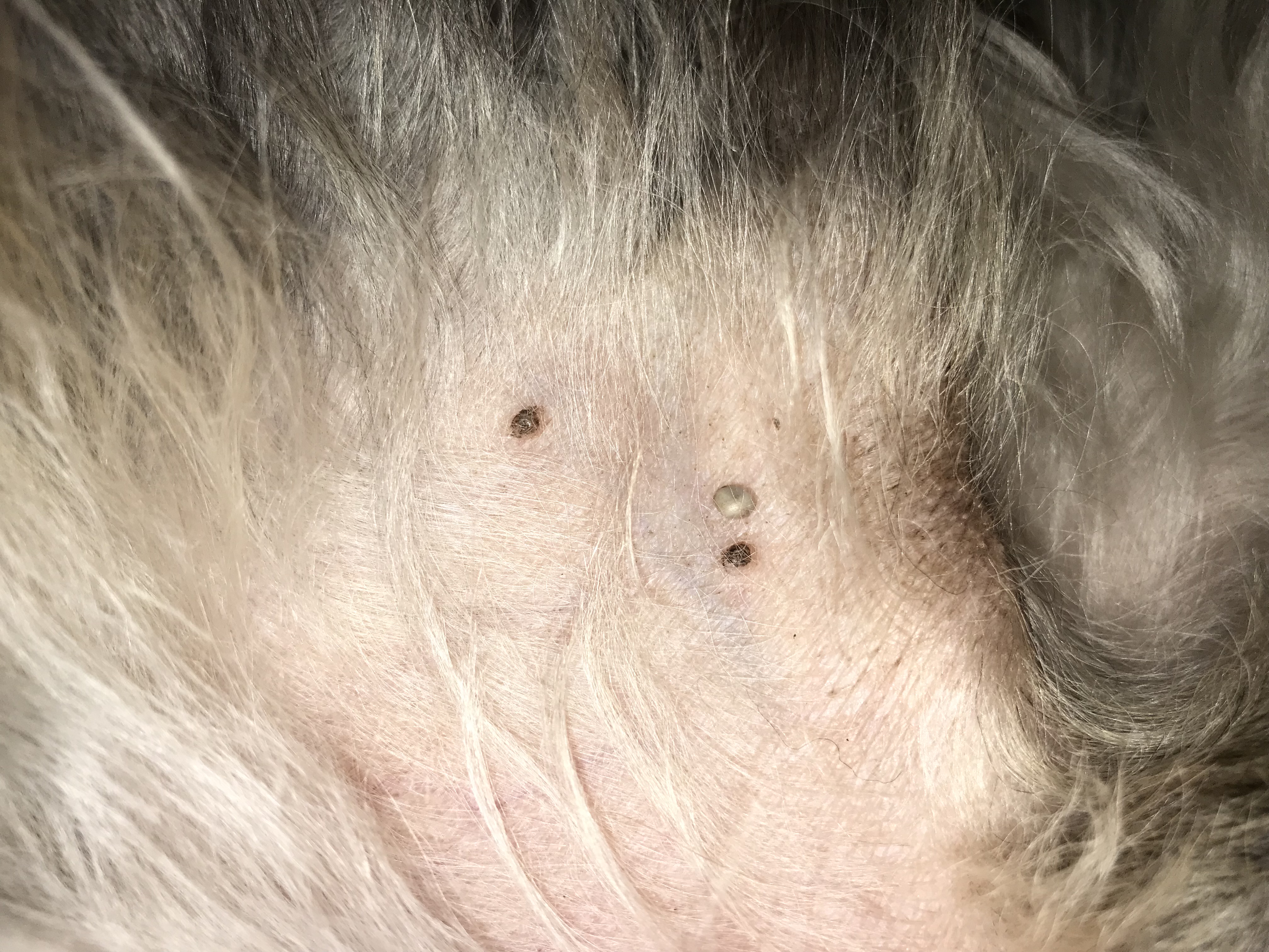 was hat mein hund fur einen pickel