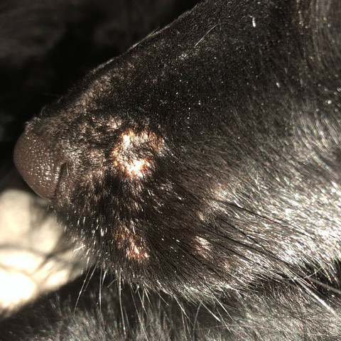 Was hat mein Hund.. Hilfe Hautproblem? (Gesundheit und Medizin, Tiere ...