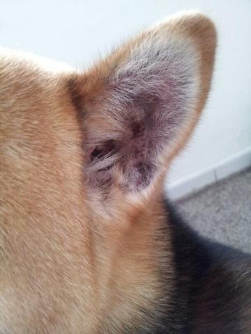 was hat mein hund im ohr tiere krankheit tierarzt