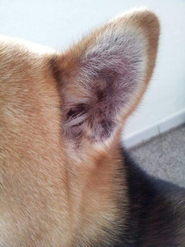 Was hat mein Hund im Ohr? (Tiere, Krankheit, Tierarzt)