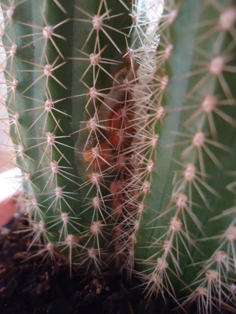 Was hat mein Kaktus? :( (Biologie, Pflanzen, Bio)