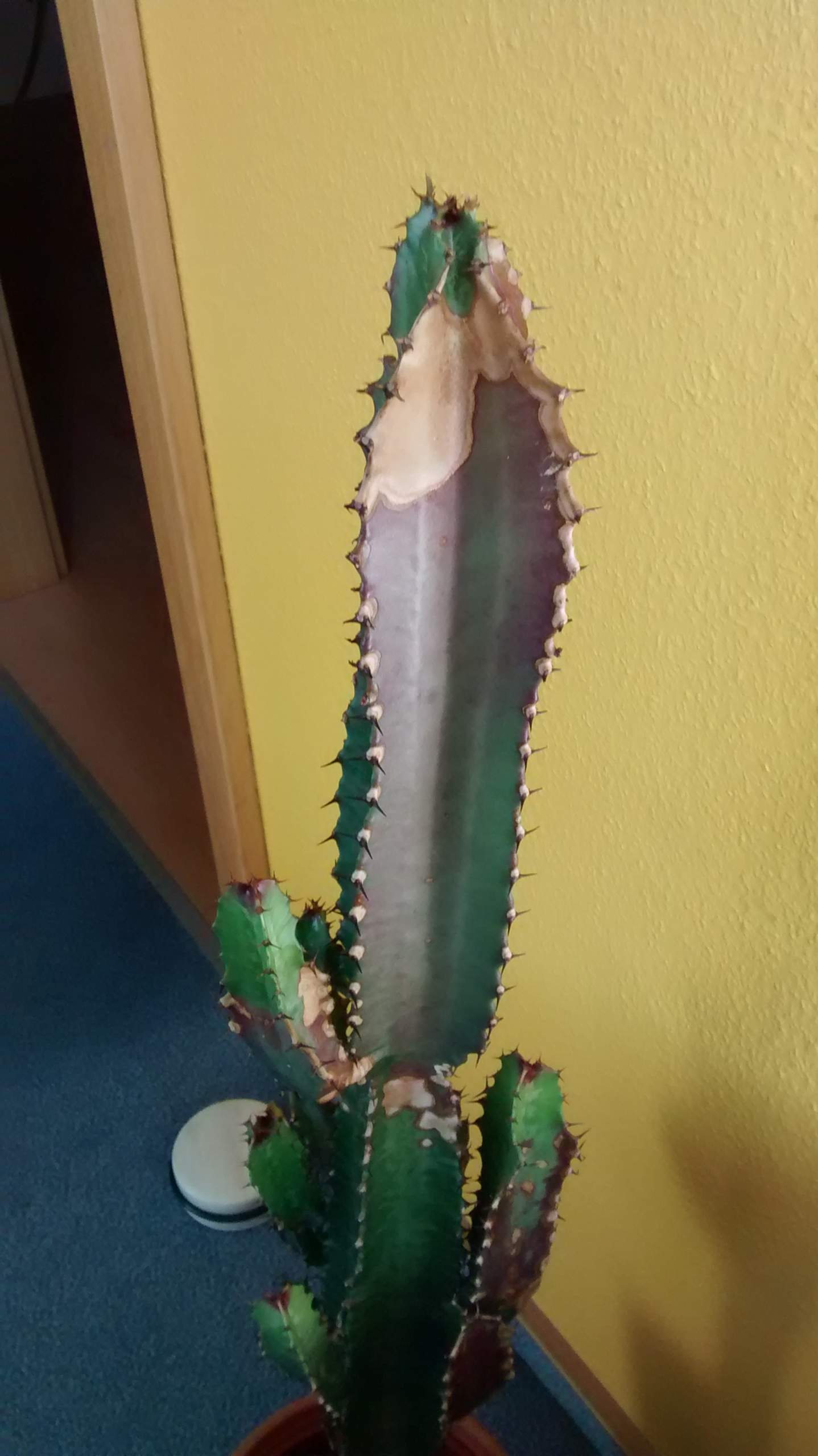 Was hat mein Kaktus (Siehe Bild)? (Pflanzen, Garten)