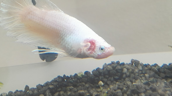 Fisch, hat er die Lochkrankheit? - (Tiere, Fische, Aquarium)