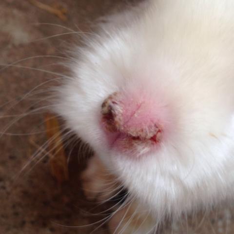 Kaninchen Nase  - (Krankheit, Kaninchen, Nase)