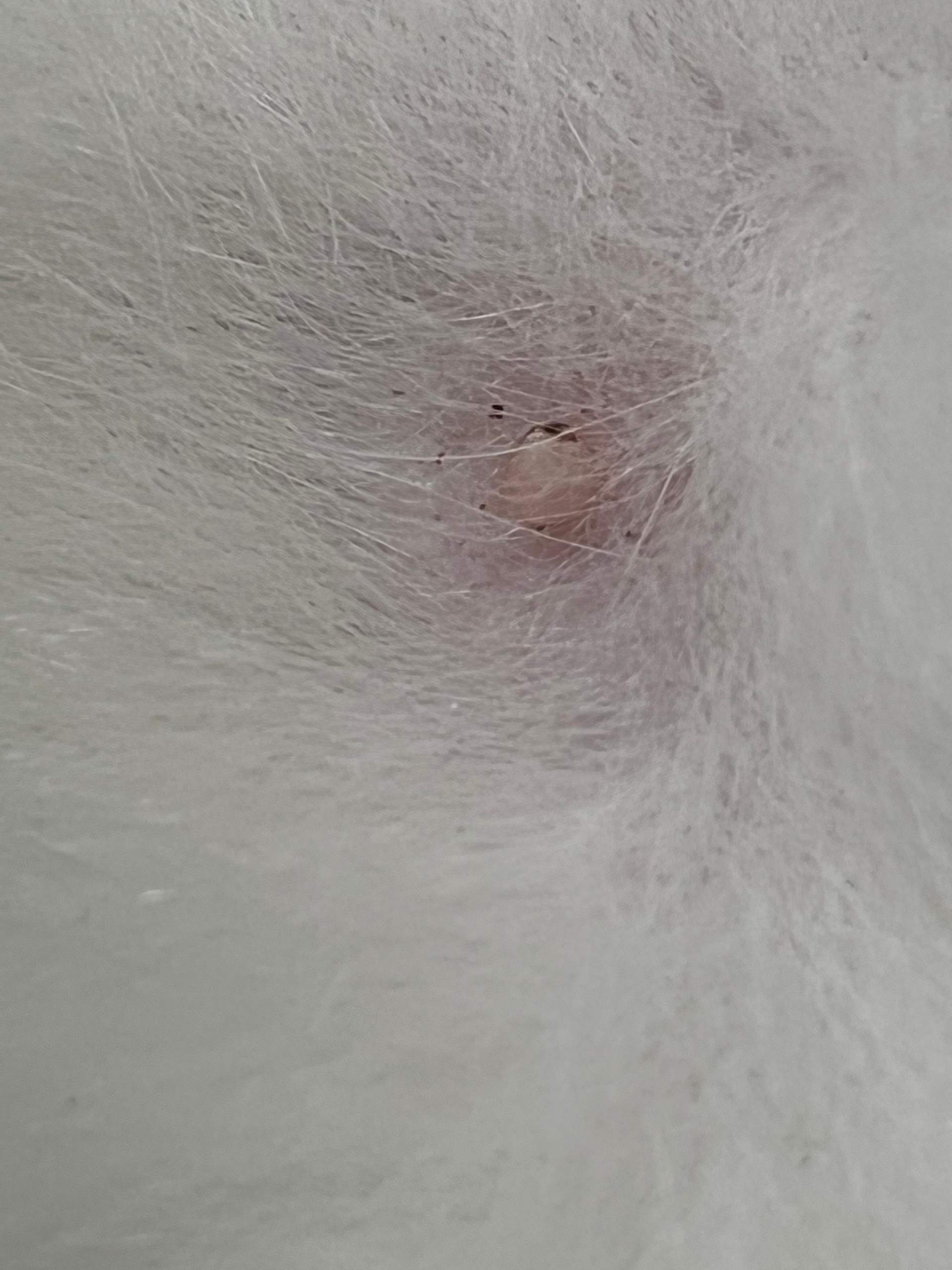 Was hat mein Kater am Bauch? (Katze, Tiermedizin, Hauskatze)